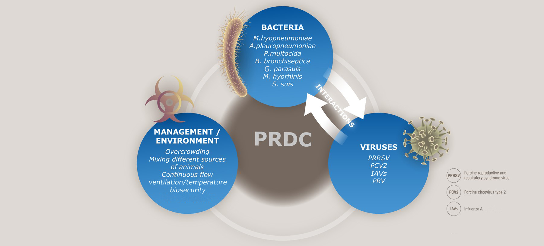 Swine Respiratory Disease